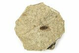 Detailed Fossil March Fly (Plecia) - Wyoming #245708-1